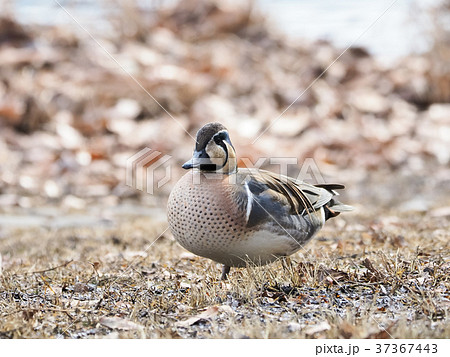 水辺のトモエガモ 37367443
