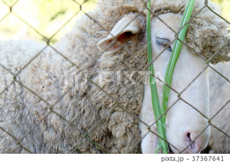 Sheep grazing Sheep grazing 37367641