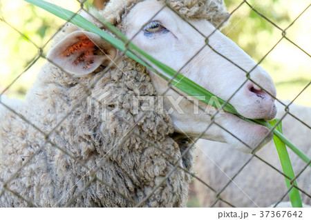 Sheep grazing 37367642