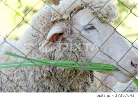 Sheep grazing Sheep grazing 37367643