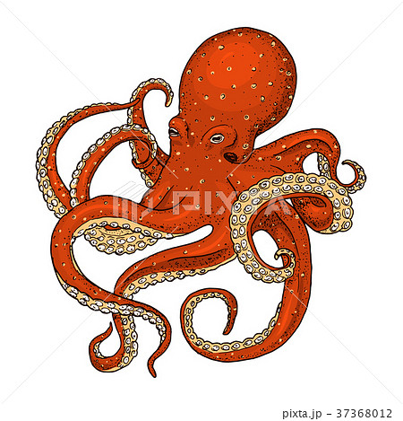 Sea Creature Octopus Engraved Hand Drawn In Oldのイラスト素材 37368012 Pixta