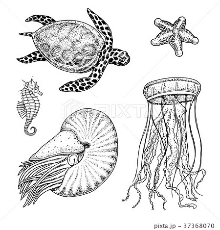 sea creature cheloniidae or green turtle and sea creature cheloniidae or green turtle and 37368070