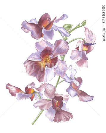 Singapore Flower Illustration Of Vanda Missのイラスト素材