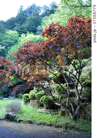 三谷川・龍頭峡（りゅうずきょう）/春・夏 37368779