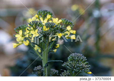 咲き始めたブロッコリーの花 咲き始めたブロッコリーの花 37370004