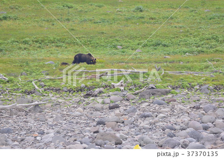 野生のヒグマ〜母グマと子熊(知床半島 西岸/北海道) 野生のヒグマ〜母グマと子熊(知床半島 西岸/北海道) 37370135