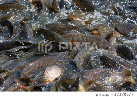 Fish carp Fish carp 37370677