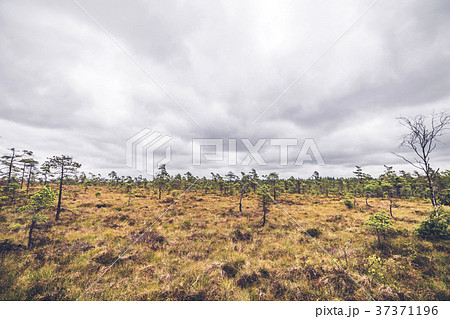 Small pine trees in a prairie landscape Small pine trees in a prairie landscape 37371196