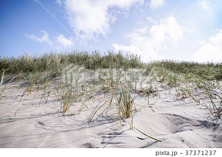 Lyme grass in the sand on a beach dune 37371237