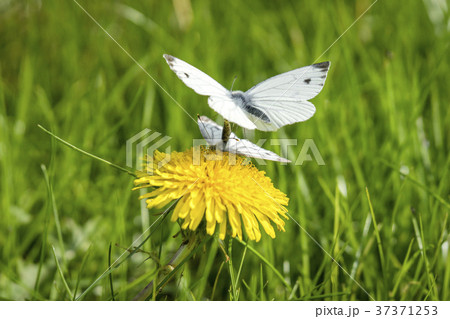 Pieris Brassicae butterflies in the mating act Pieris Brassicae butterflies in the mating act 37371253