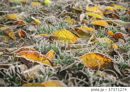 Frozen leaves in autumn colors in the early winter Frozen leaves in autumn colors in the early winter 37371274