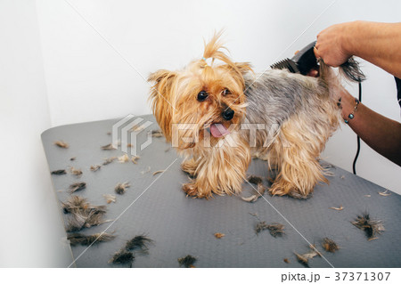 Yorkshire Terrier in the grooming salon 37371307