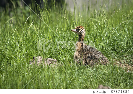 Young ostrich bird hiding in the grass Young ostrich bird hiding in the grass 37371384