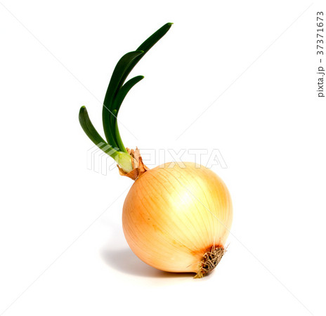 Young fresh onion isolated on a white background. 37371673