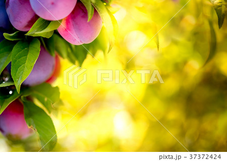 Fruit plums garden bokeh background. Plums garden Fruit plums garden bokeh background. Plums garden 37372424