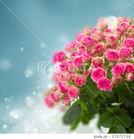 bouquet of pink roses 37372738
