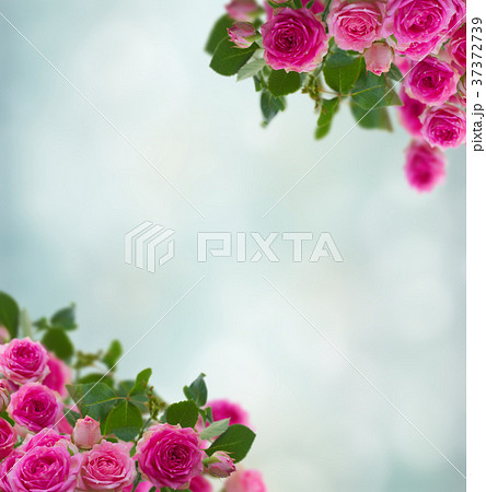 frame of pink roses brunches 37372739