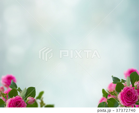 frame of pink roses brunches 37372740