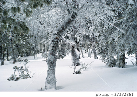winter forest with icy crooked trees winter forest with icy crooked trees 37372861