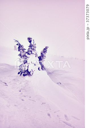 Winter landscape in a snowy day. Winter landscape in a snowy day. 37373079