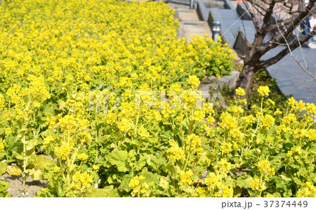 菜の花畑 37374449