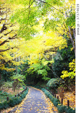 北の丸公園の秋 37374639