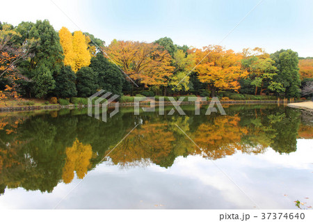 北の丸公園の秋 37374640