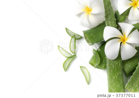 Aloe Vera sliced isolated on white 37377011