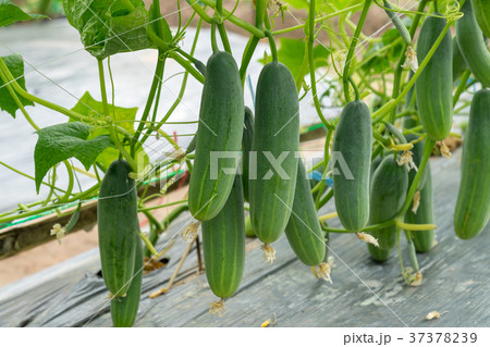 Green cucumber growing in field vegetable Green cucumber growing in field vegetable 37378239