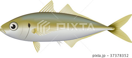 アジ アジ 37378352