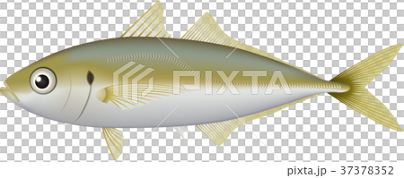 アジ アジ 37378352