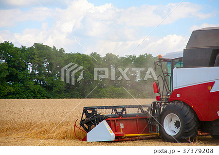 combine harvester working on a wheat field. combine harvester working on a wheat field. 37379208