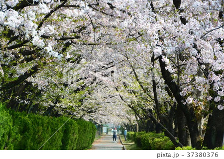 春爛漫　さくら並木 37380376