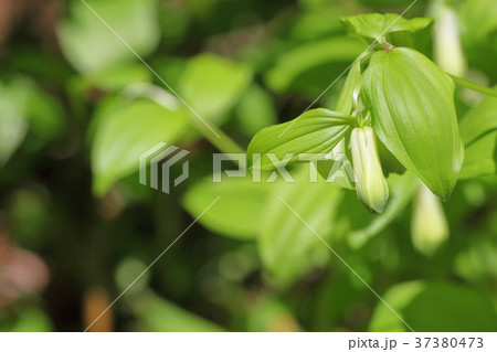 ホウチャクソウの花の蕾 ホウチャクソウの花の蕾 37380473