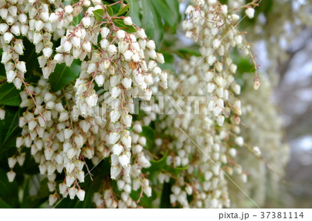 アセビの花 37381114