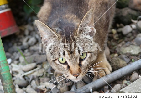 キジトラ猫 ピクシーボブの写真素材