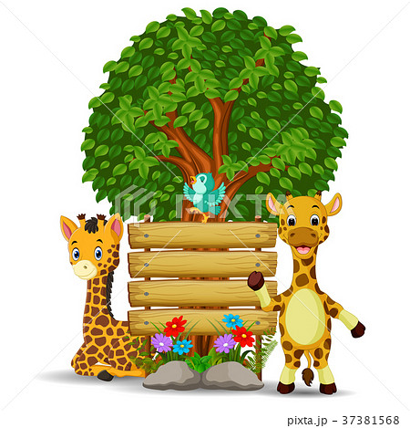 two girrafe and bird in front of an empty wooden  37381568