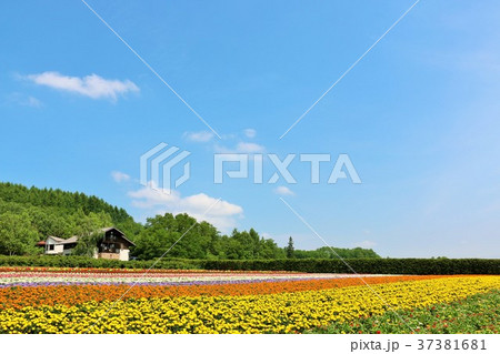 北海道 夏の青空と花畑 北海道 夏の青空と花畑 37381681