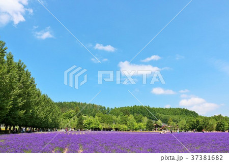 北海道 青空のラベンダー畑 北海道 青空のラベンダー畑 37381682