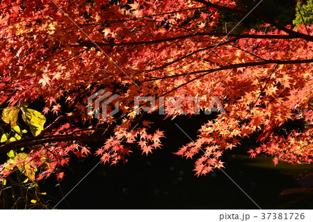 西山荘付近の景観　　＃6 37381726