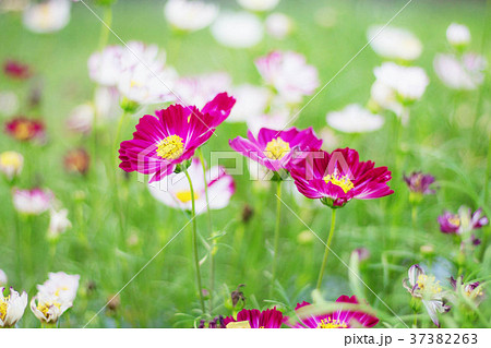 Cosmos flower with colorful. 37382263