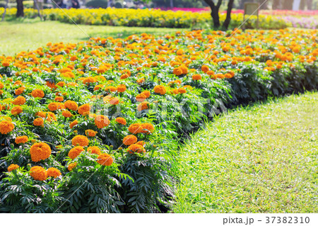 Cultivating marigolds on grass. Cultivating marigolds on grass. 37382310