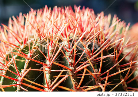 detail of surface cactus. detail of surface cactus. 37382311