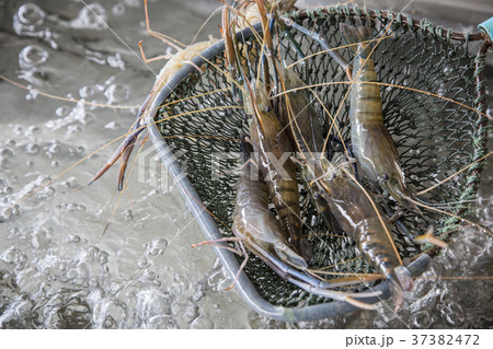 Fresh giant prawns 37382472