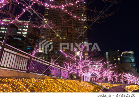 五反田、目黒川のイルミネーション 五反田、目黒川のイルミネーション 37382520