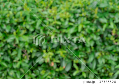 Background of green leaves 37383328