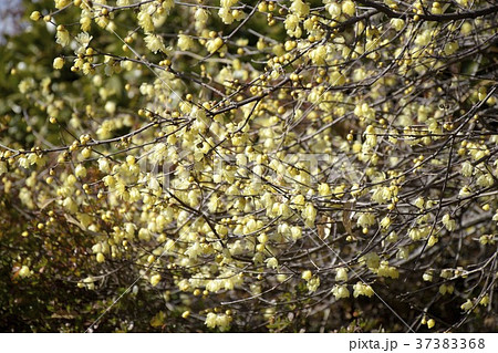 満開のロウバイ ロウバイ 初春の頃 春の光の中で  満開のロウバイ ロウバイ 初春の頃 春の光の中で  37383368