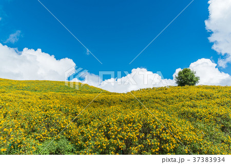 Field of Mexican sunflowers at Doi Mae U Kor Field of Mexican sunflowers at Doi Mae U Kor 37383934