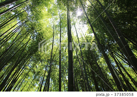 竹林 37385058