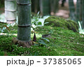 タケノコ 37385065